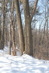 11004325_10152701183566616_300952380_n