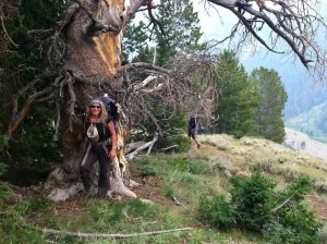 Denise_Boehler-tree_hugging_in_the_absarokas