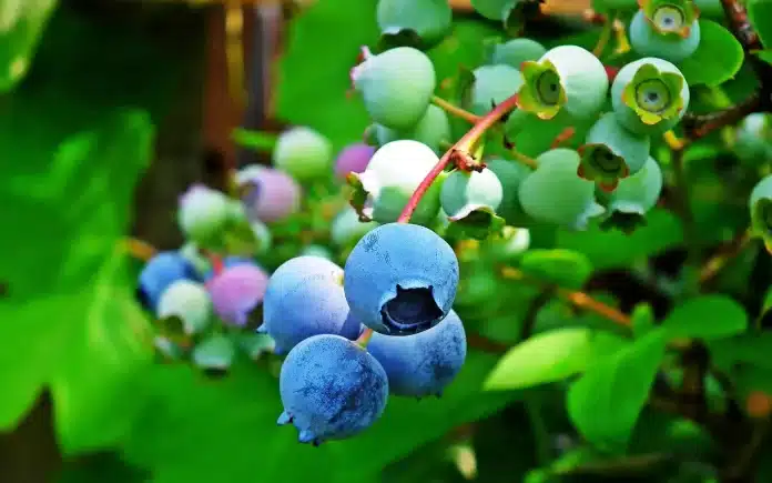 blueberry