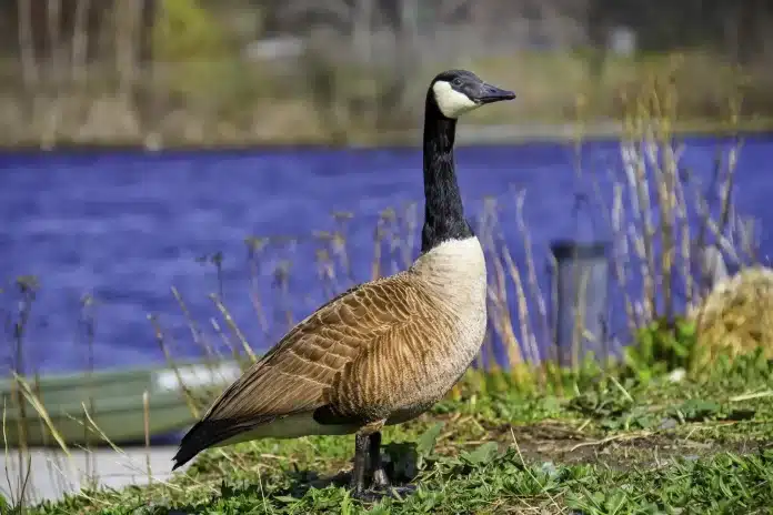 Geese on Pond