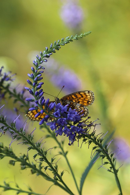 bloom insect butterfly