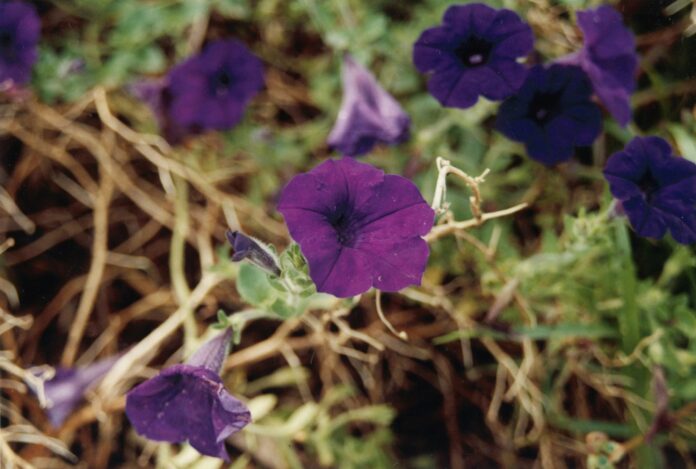 deadhead petunia