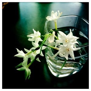 paperwhites